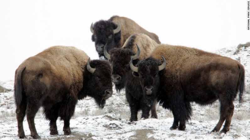 El bisonte es un mamífero de gran tamaño que se encuentra en las planicies de Norteamérica, México y Canadá.