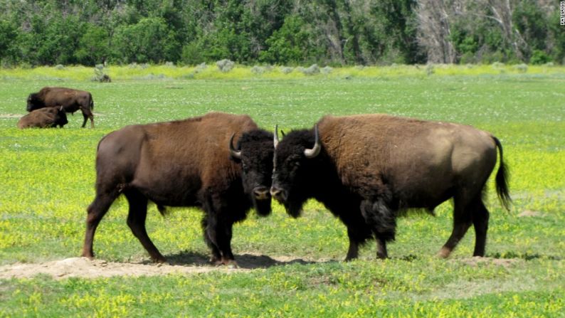 La Ley del Bisonte firmada por el presidente Barack Obama este lunes 9 de mayo nombró al mamífero como el animal nacional de EE.UU.