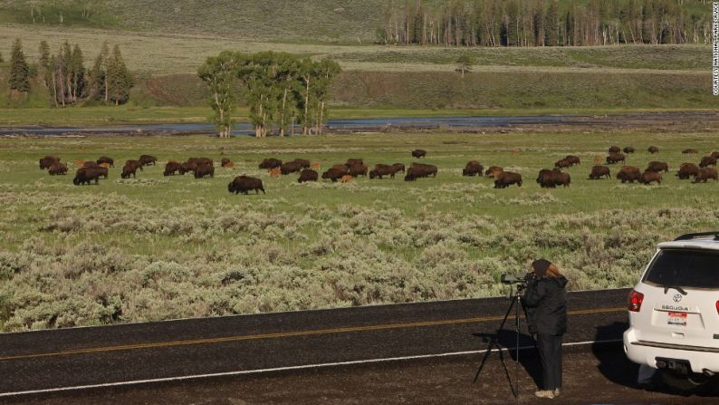 El bisonte americano, también conocido como búfalo, es el nuevo animal nacional de Estados Unidos.