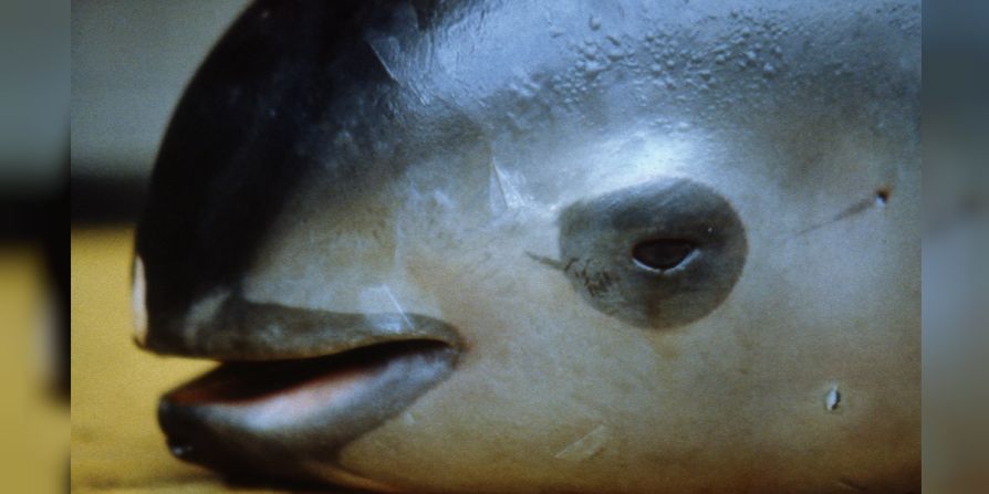 Así es la vaquita mexicana, la especie más pequeña de marsopa del mundo, y que está en riesgo inminente de extinción.