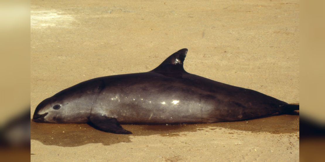 La vaquita es la especie de marsopa más pequeña del mundo.