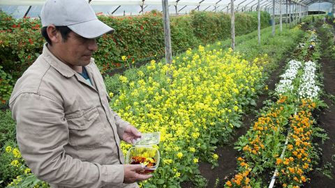 CNNE 286604 - colombia-gastronomy-edible-flowers
