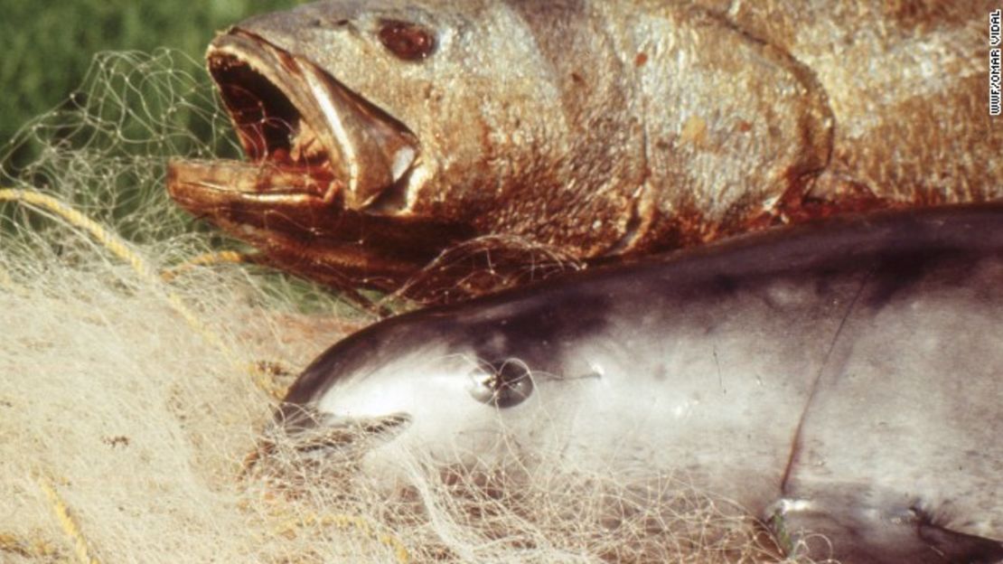 Una totoaba y una vaquita.