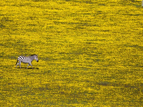 La cebra solitaria (Serengeti, Tanzania) — Yuval Ofek captó este momento en el que una cebra solitaria trota a través de un solitario paisaje de flores amarillas. [5:22]