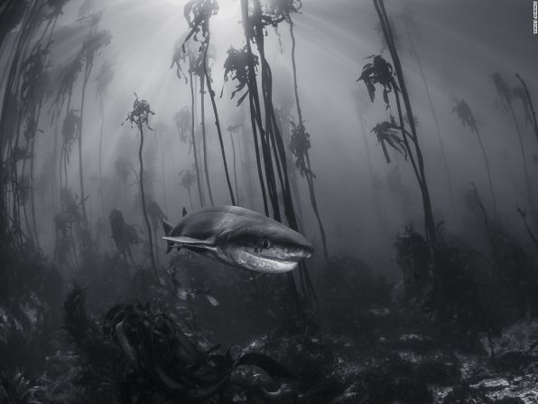 Bosque místico (Ciudad del Cabo, Sudáfrica) — Este tiburón de siete branquias fue fotografiado por Tracey Jennings en un bosque de algas en la costa de la ciudad de Simonstown cerca a Ciudad del Cabo.