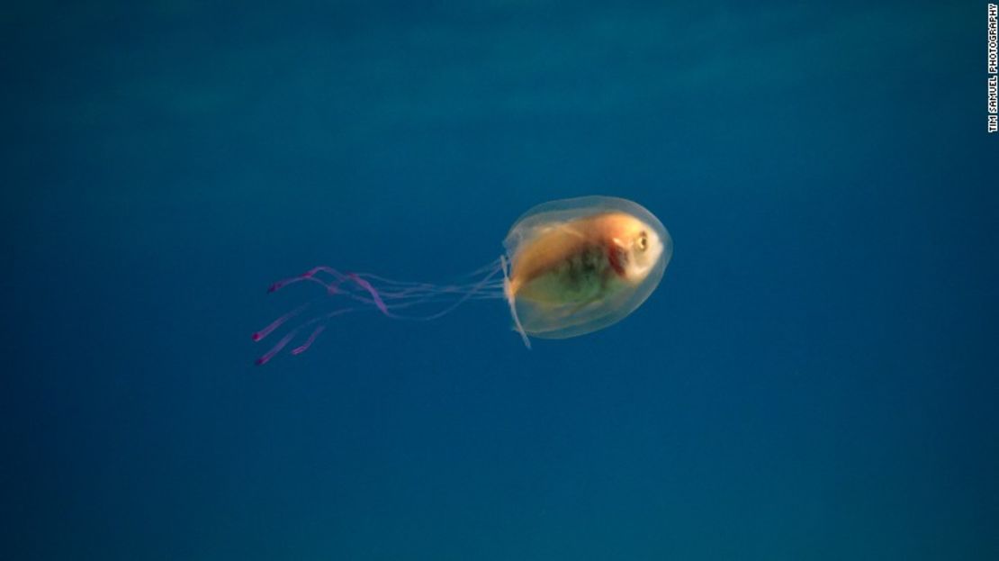 CNNE 292562 - 160607163521-tuim-samuel-jellyfish-2-exlarge-169