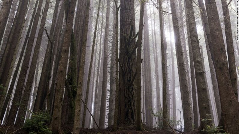 Redwood, California — Los productores de cine pueden hacer casi todo cuando se trata de efectos especiales. Pero para recrear paisajes naturales es muy difícil recrear la belleza pura y lo maravilloso de los paisajes naturales. Por eso los directores de cine han elegido los parques naturales nacionales para recrear algunas de las películas más importantes. El Parque Natural Redwood en California recreó famosas escenas de E.T. El extraterrestre y bosque de luna de Endor en la película ‘El regreso del Jedi’.