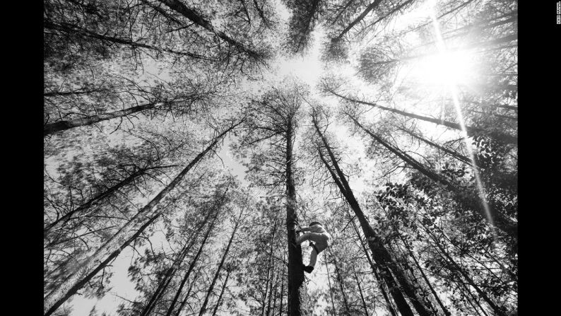 Los voladores se trepan a un árbol para fijar una cuerda que será usada para dirigir su caída.