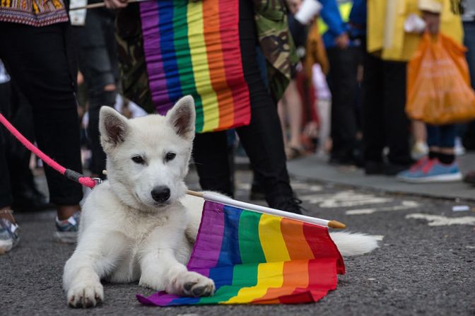 Shiro, un husky siberiano, también formó parte del desfile en Londres.