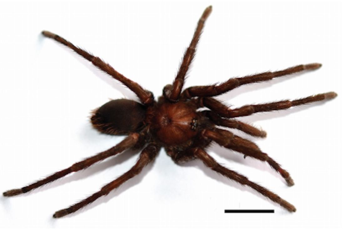 CNNE 299707 - tarantula-marquezi-gabo-cnn