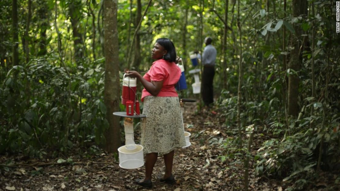 Los investigadores cuelgan trampas de mosquitos antes de la puesta del sol. Uganda se encuentra ubicada en medio de siete zonas biogeográficas distintas, se cree que su diversidad fue la que atrajo a los primeros científicos al bosque Zika en la década de 1930.