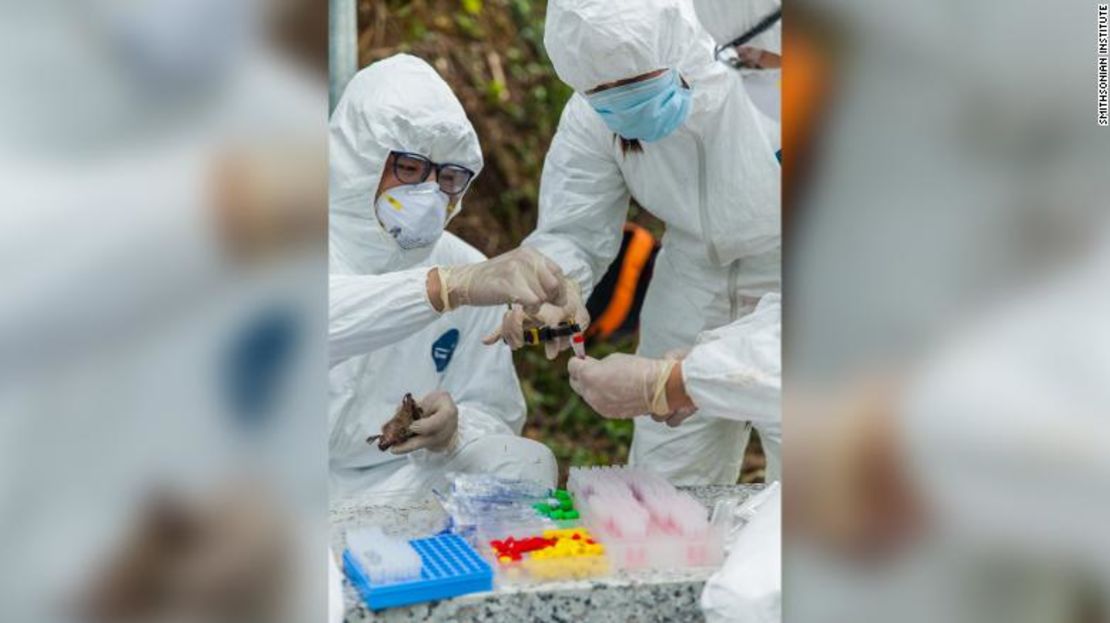 Una vez que toman las muestras, EcoHealth Alliance las almacena en nitrógeno líquido y las envía para que sean analizadas en laboratorios.