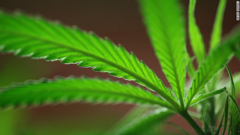 Ee. Uu. Destruye plantíos de marihuana valorados en 1. 000 millones de dólares | cnn
