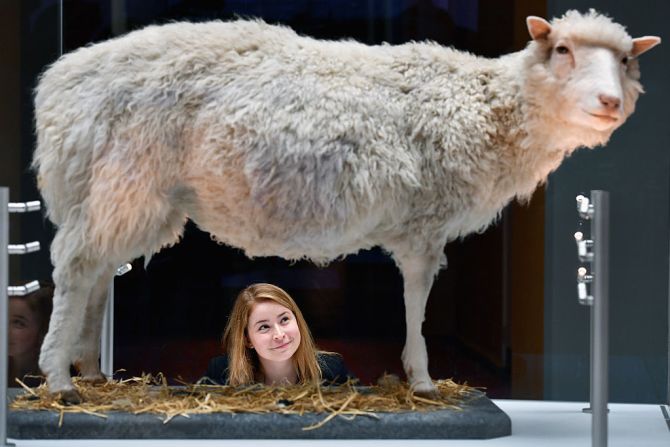 Dolly la oveja está exhibida en el Museo Nacional de Escocia. El primer mamífero en ser clonado en el mundo recibió la eutanasia cuando tenía 6 años porque estaba desarrollando una severa enfermedad pulmonar.