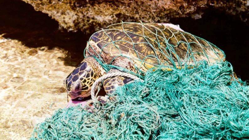 Al final de la línea — Especies en peligro de extinción como las tortugas marinas podrían desaparecer por culpa de la plaga del plástico.