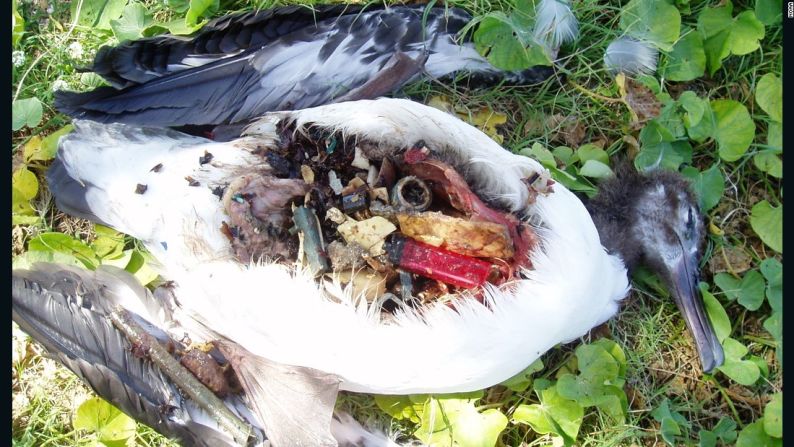 Comida chatarra — El documental habla sobre los efectos del plástico en la vida marina. Se estima que más de un millón de aves marinas mueren cada año porque se enredan o porque ingieren estos productos, usualmente confundiendo el plástico con comida.