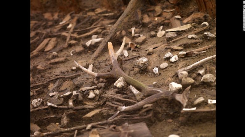 Estos cuernos de venado están todavía unidos a la parte del cráneo, lo que indica que no mudó de piel de forma natural.