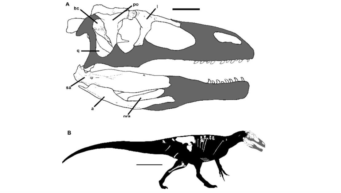 Dinosaurio Megaraptor de la especie de ‘Megaraptoridae’ que pertenecía al periodo Cretáceo.