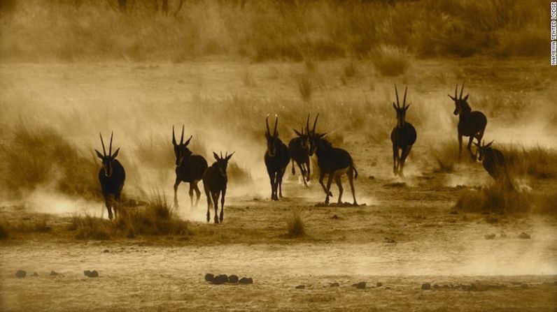 Diversidad silvestre — Dentro de las especies que hay en el Parque Nacional Bwabwata se encuentran el antílope sable (en la imagen), el búfalo africano, cebras e hipopótamos.