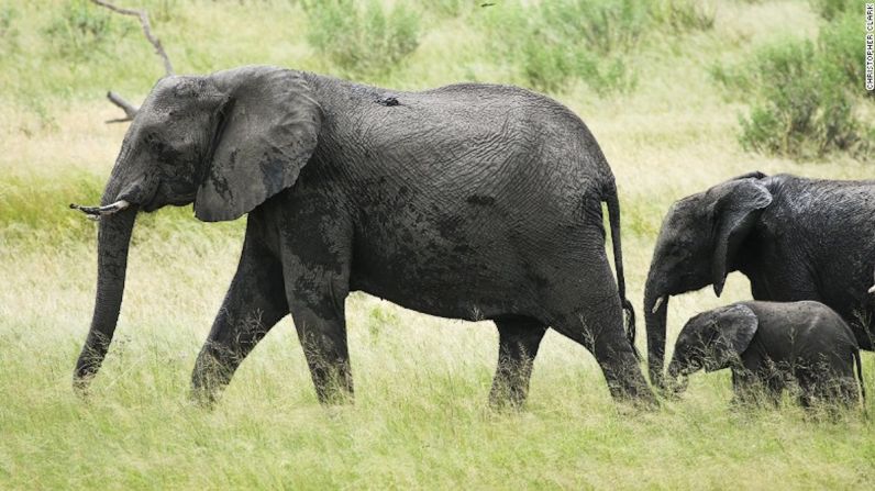 Ruta de migración — El parque está localizado en una importante ruta de migración de elefantes y otras especies de la vida salvaje entre Botswana y Angola.