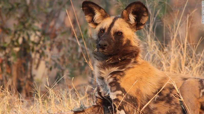 Perro salvaje africano — El perro salvaje africano, cuya población actual se estima está en 6.600 adultos, fue clasificado como una especie en peligro de extinción por la Unión Internacional para Conservación de la Naturaleza (IUCN).