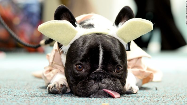 Rupert, el bulldog francés, se toma un descanso de las festividades.