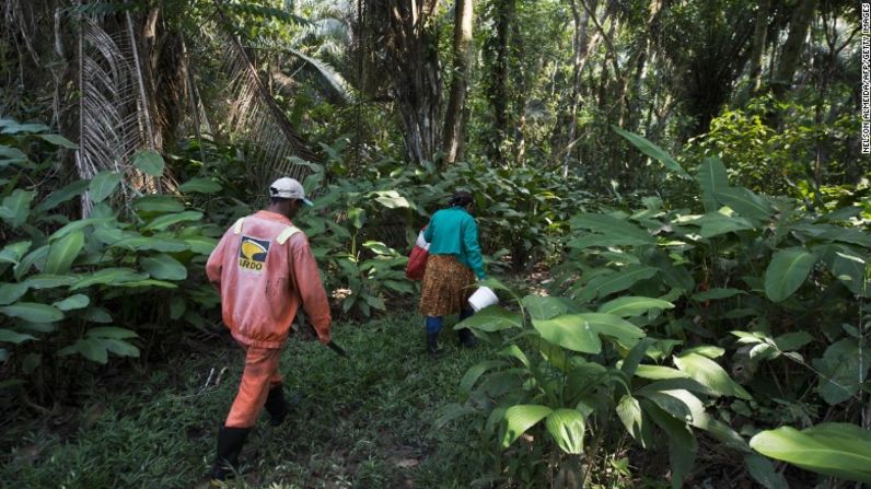 El Amazonas tiene unos 390 millones de árboles, lo que equivale a la mitad del total de las selvas tropicales que sobreviven en el mundo.