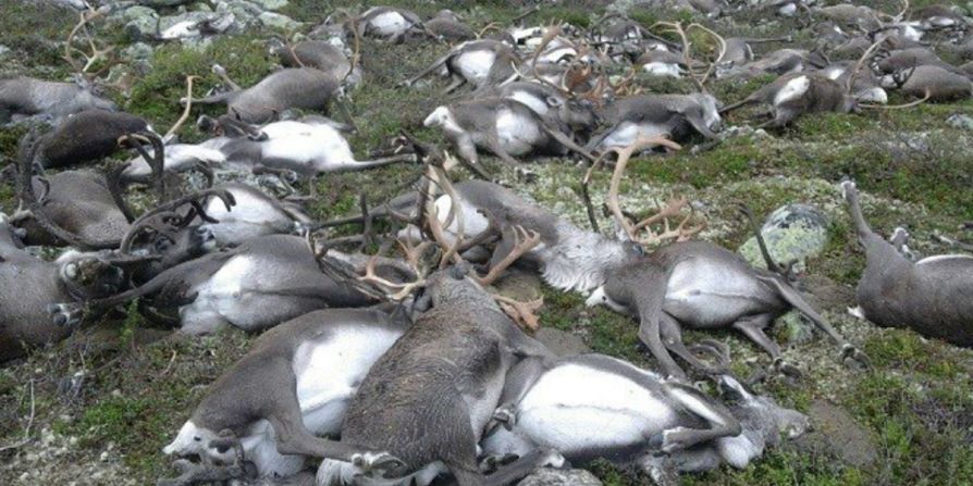 Mueren cientos de renos — 323 renos salvajes murieron al ser alcanzados por un rayo en la montaña Hardangervidda en Noruega el pasado viernes. Un inspector de la Agencia Noruega de Medio Ambiente dijo que los animales salvajes ocasionalmente son alcanzados por los rayos, pero que es inusual que un número tan grande de estas criaturas haya muerto.