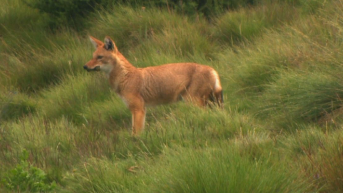 CNNE 3219d033 - 151019115911-ethiopian-wolf-story-top