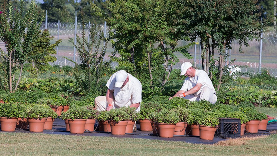 Prisioneros de la correccional Limestone aprenden horticultura como parte del programa Pell Segunda Oportunidad.