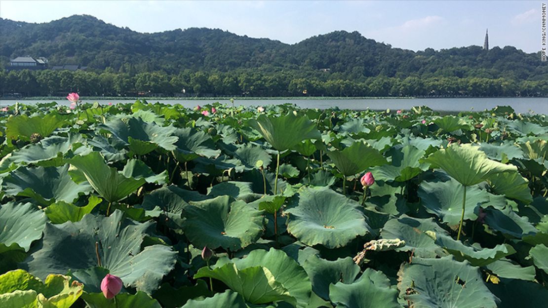 Jardín del Loto en el West Lake. (Agosto de 2016).