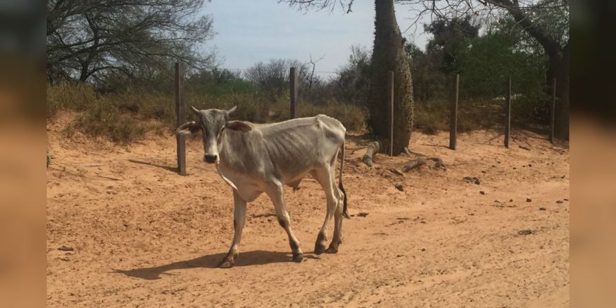 En el Chaco ya volvió el agua, pero sus efectos devastadores dejaron a miles de animales sin alimento.