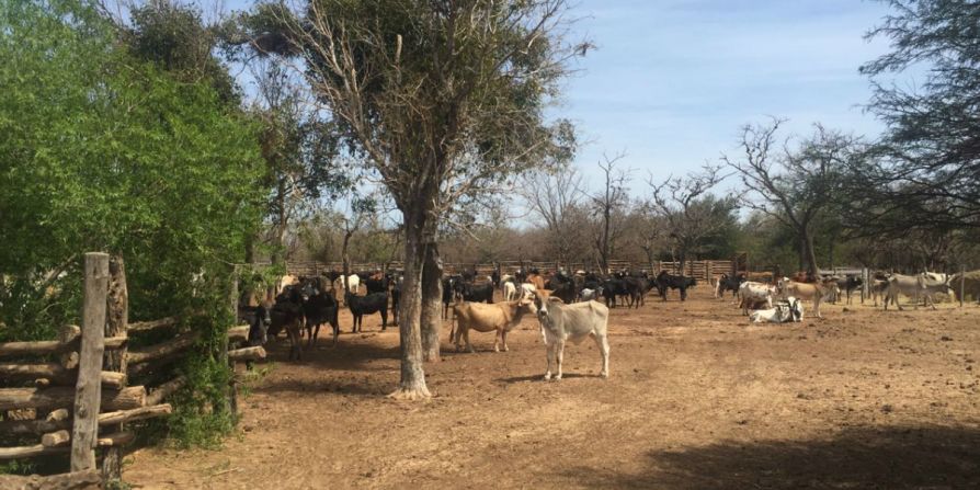 La Federación de Ganaderos de Santa Cruz- FEGASECRUZ– estima que 50.000 animales de la zona están en estado crítico y en riesgo de morir por la sequía.