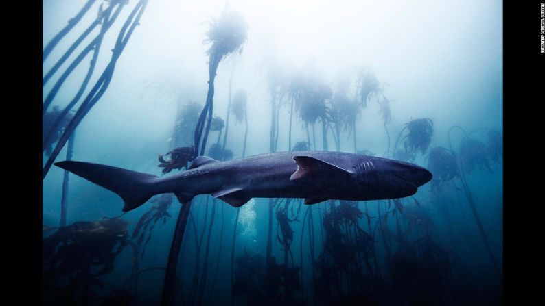 Tiburón sevengill o moteado, punto de Miller, Bahía Falsa, Enero 2014 - El fotógrafo Michael Muller, mejor conocido por sus retratos en el ámbito musical y cinematográfico, ha fotografiado tiburones durante los últimos 10 años.