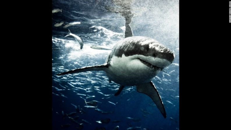 Gran tiburón blanco, Isla Guadalupe, octubre de 2007 - Su objetivo es sensibilizar sobre el peligro poblacional de los tiburones en todo el mundo, y mermar las ideas preconcebidas de los tiburones como depredadores peligrosos.