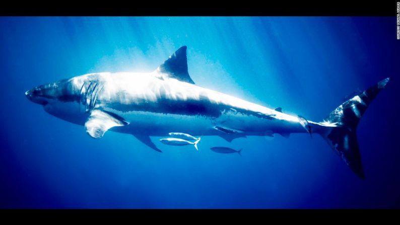 Una hembra de tiburón blanco solitario - "El 2006 fue mi primera vez en el agua con los grandes blancos -y con cualquier tiburón- en un principio estaba impresionado por su poder absoluto y entonces su gracia creció y creció en mí" dice Muller.