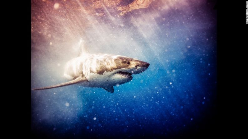 Gran tiburón blanco, Isla Guadalupe, octubre de 2015 - "La mayoría de las veces el tiburón nada en calma y despacio, investigando su entorno e intentando averiguar qué es comida y qué es una amenaza".