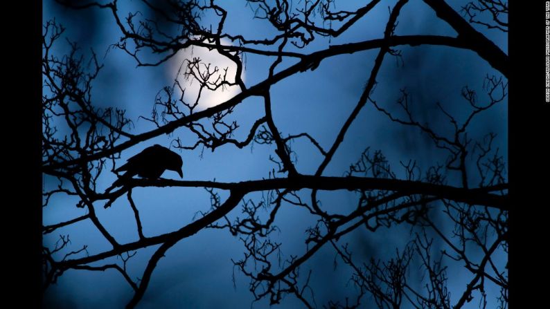 The moon and the crow por Gideon Knight, Gran Bretaña. | Categoría: Premio Mayor (Young Wildlife Photographer).