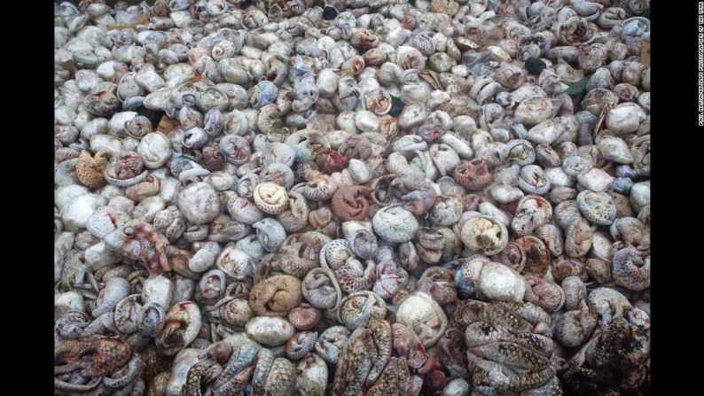 The pangolin pit por Paul Hilton, Gran Bretaña-Australia. | Categoría: Premio al Fotoperiodismo por una imagen única.