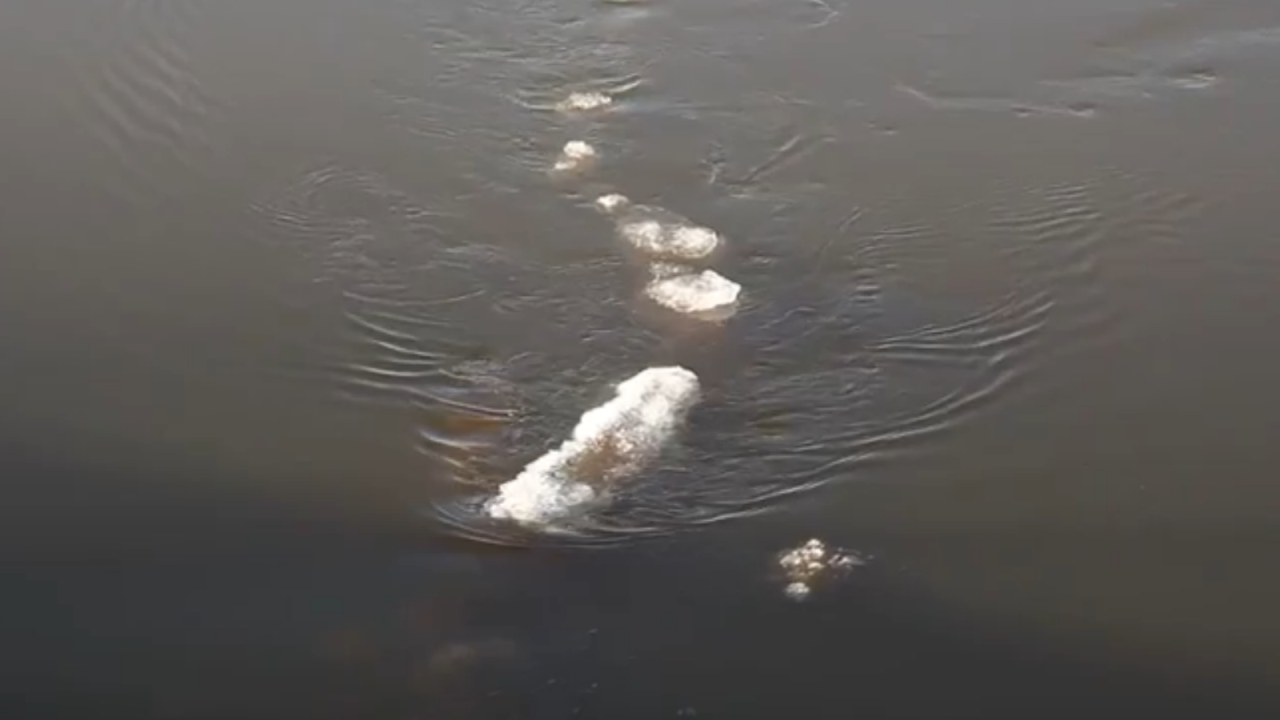 ¿Es un monstruo de hielo lo que captó este video?