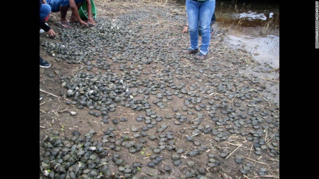 CNNE 334058 - 161101091028-04-peru-turtles-released-exlarge-169