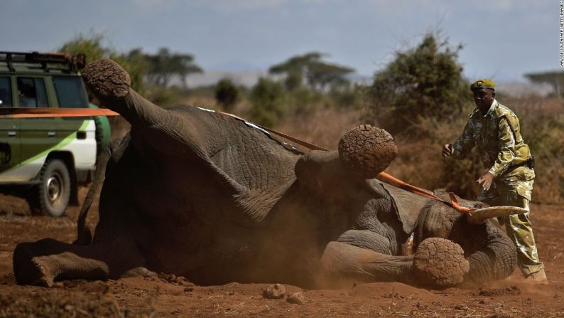 Elefantes en Kenia — Un elefante que lleva un collar electrónico empieza a despertar luego de ser sedado en el Parque Nacional Amboseli en Kenia este 2 de noviembre. El Fondo Internacional de Bienestar Animal puso este dispositivo en dos elefantes machos para analizar sus rutas de migración.