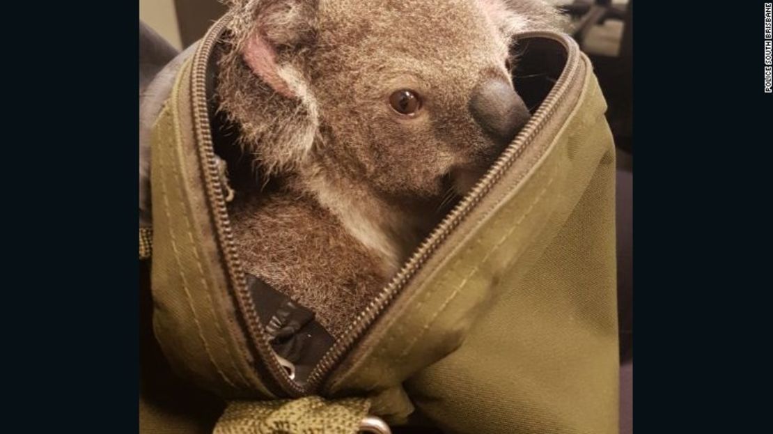 CNNE 335606 - 161107161033-australia-police-koala-in-bag-exlarge-169