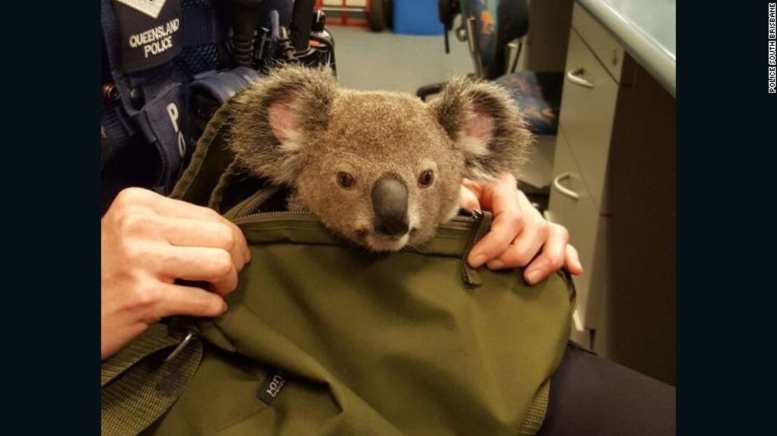 CNNE 335608 - 161107162434-australia-police-koala-in-bag-3-exlarge-169