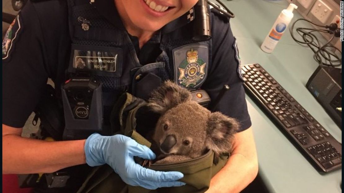 CNNE 335609 - 161107163103-australia-police-koala-in-bag-4-exlarge-169