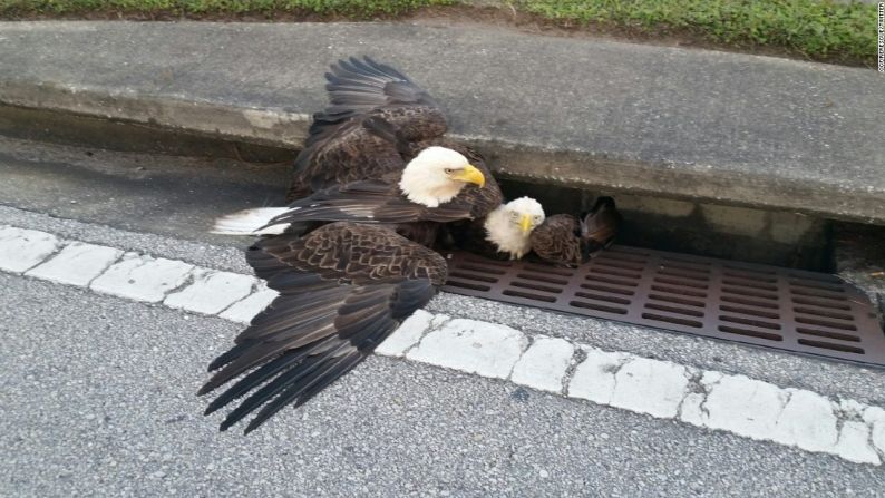 Rescatan a un águila calva — Las autoridades del condado de Orange, Florida, tuitearon esta imagen de un águila calva atrapada en una alcantarilla. La otra águila en la foto logró escapar. La afiliada de CNN, WFTV, reportó que el ave estuvo atrapada por alrededor de 90 minutos.