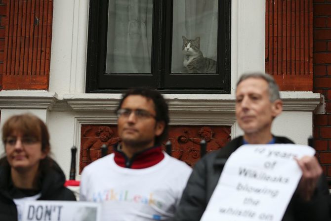 El gato mira a los activistas frente a la embajada.