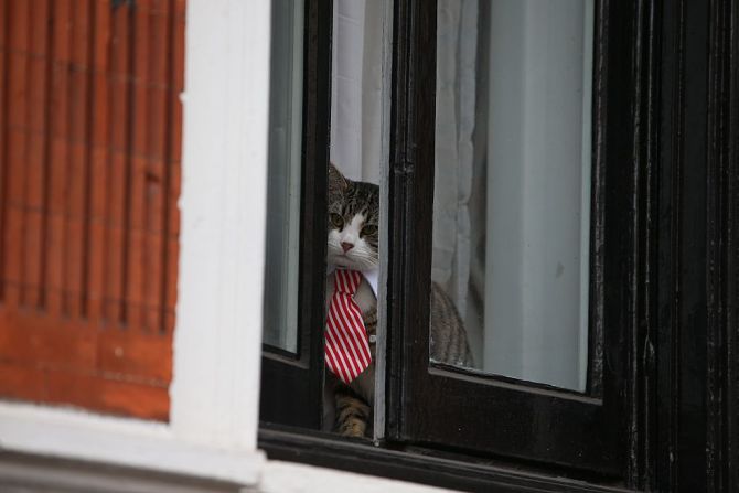 El gato tiene una cuenta en Twitter llamada @EmbassyCat.