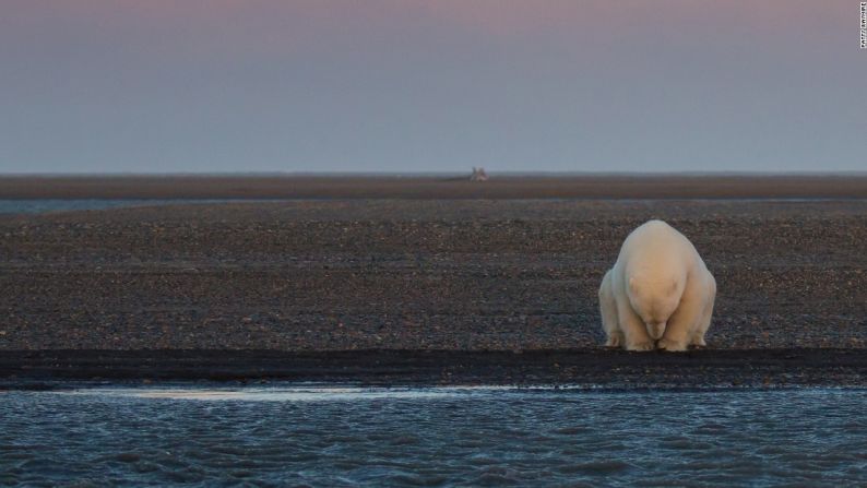 La exposición fotográfica 'Climate Change - In Focus' muestra los efectos del cambio climático en el mundo. En la imagen un solitario oso, en Alaska. "No hay nieve, cuando en esta época del año debería haberla", escribió la fotógrafa Patty Waymire.