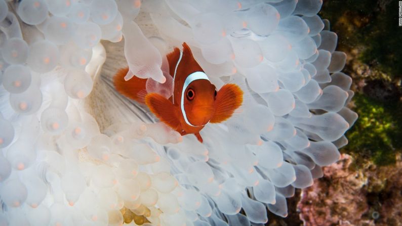 La exposición muestra las 100 mejores fotografías de una competencia global y se exhibe en la conferencia sobre el clima de Naciones Unidas (COP22) en Marrakech. "En un reciente viaje a Indonesia nos entristeció ver la enorme cantidad de anémonas blanquedas, víctimas de la subida de las temperaturas del océano", escribió la fotógrafa Diana Paboojian.